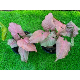 ออมชมพู ต้นออมชมพู (Syngonium hybrid pink)กระถาง6นิ้ว