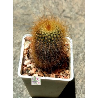 ต้นกระบองเพชร กระบองเหลือง ขนยาว yellow cactus น่ารักมาก สีเหลืองอร่าม สะดุดตา น่ารักสุดๆไปเลยคะ กระถาง2.5"