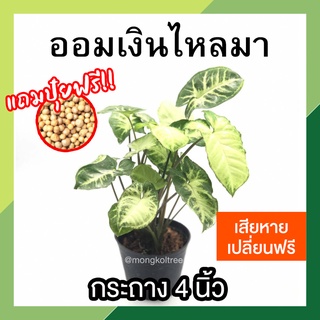 ออมเงินไหนมา เงินไหลมา พร้อมกระถาง 4 นิ้ว *แถมปุ๋ยฟรี* Syngonium Pixie ต้นไม้มงคล ไม้แดดรำไร เสริมทรัพย์ เสริมสิริมงคล