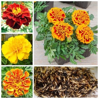 ของแท้ 100% บอนสี 100เมล็ด เมล็ดพันธุ์ ดอกดาวเรืองคละสี Marigold Seeds เมล็ดบอนสี บอนสีหายาก เมล็ดดอกไม้ บอนสีสวยๆ