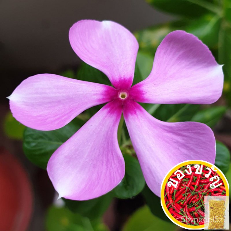 Pink Periwinkle Seeds (SG local seller) กางเกง/แอปเปิ้ล/เด็ก/กุหลาบ/กระโปรง/สร้อยข้อมือ/สวน/มะละกอ/บ