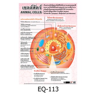 เซลล์สัตว์ EQ-113 สื่อโปสเตอร์ภาพ กระดาษ หุ้มพลาสติก