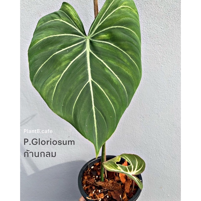 Philodendron gloriosum ก้านกลม