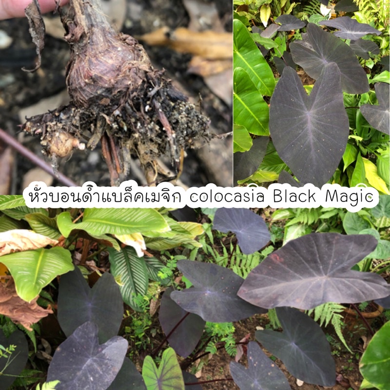 หัวบอนดำแบล็คเมจิก colocasia Black Magicหัวละ 20 บาท