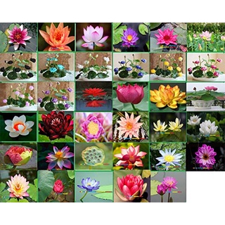 8 เมล็ด เมล็ดบัว คละสี ตัดหัวแล้ว งอกแน่ ของแท้ 100% เมล็ดพันธุ์ ดอกบัว ปลูกบัว เม็ดบัว Lotus seeds.