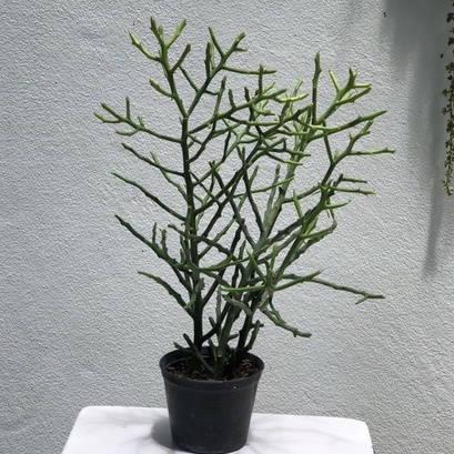 ต้นปะการัง ยูโฟเบีย (Euphorbia) พญาไร้ใบปะการัง เขากวาง ไม้ฟอกอากาศ สูง 25-30cm.