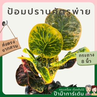 โกสน ป้อมปราบศัตรูพ่ายส่งพร้อมกระถาง 8 นิ้ว