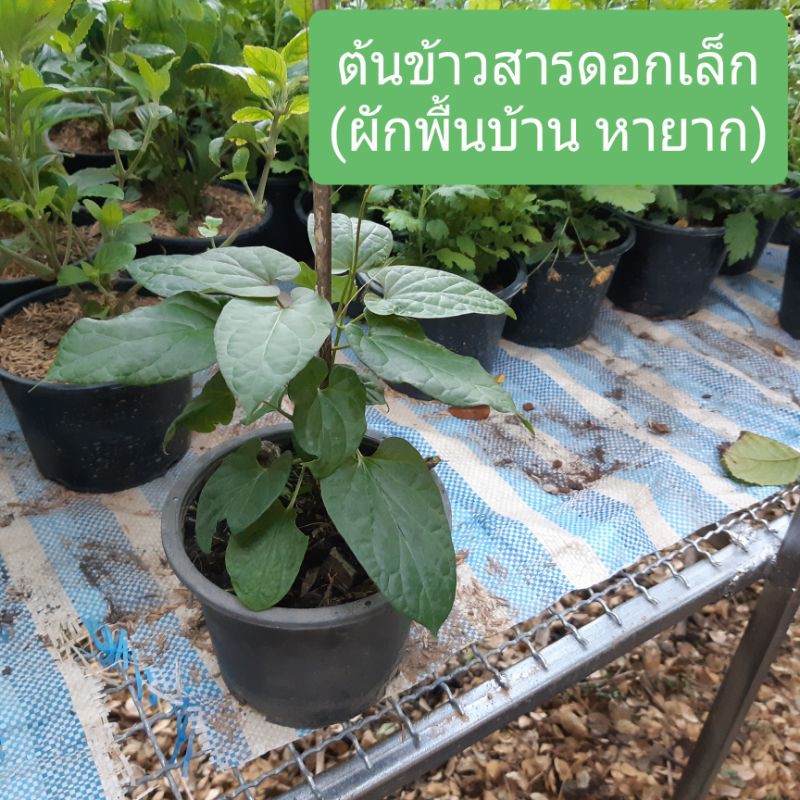 ต้นข้าวสาร หรือ ต้นข้าวสารดอกเล็ก ผักพื้นบ้านหายาก ลงกระางดำ5.5นิ้ว