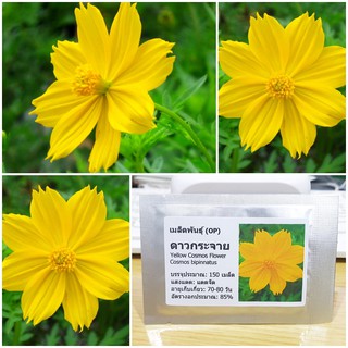 เมล็ดพันธุ์ ดาวกระจายสีเหลือง ดอกคอสมอส (Yellow Cosmos Flower Seed) บรรจุ 150 เมล็ด คุณภาพดี ราคาถูก ของแท้ 100%