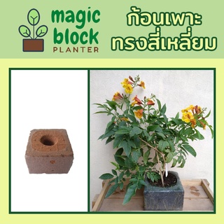 Magicblock ส15.10 ก้อนเพาะปลูกมหัสจรรย์ทรงเหลี่ยม ขนาด กว้าง 15 ยาว 15 สูง 10 ซม