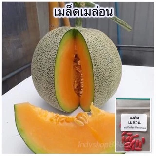 เมล็ดพันธุ์ เมล่อนญี่ปุ่น เนื้อส้มโมมิจิ คัดพิเศษ 5-40 เมล็ด [ 10เเถม 1คละได้ ]