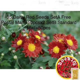 35.Daisy Red Seeds SetA免费邮ส่ง50pcsx2 SetBมาตรฐานไปรษณีย์50pcsแม่และเด็ก/แอปเปิ้ล/ดอกทานตะวัน/เด็ก/ผู้ชาย/พาสต้า/กระโปรง/