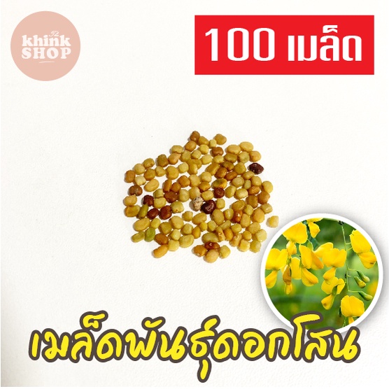 เมล็ดดอกโสน 100 เมล็ด Sesbania เมล็ดพันธุ์ดอกโสน เมล็ดโสนดอกใหญ่ โสนเพาะเห็ดตับเต่า เมล็ดผักสวนครัว 