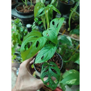 พลูฉลุอคูมินาต้า🌱Monstaera Acuminata