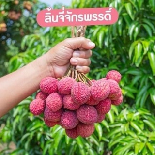 ต้นลิ่นจี่ จักรพรรดิ์