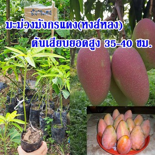 1   ต้น ต้นพันธุ์มะม่วงมังกรแดง(Reddragon Mango) หรือมะม่วงพันธุ์หงส์หลง ต้นเสียบยอดสูง 35-40 ซม.จัดส่งพร้อมถุงเพาะชำ