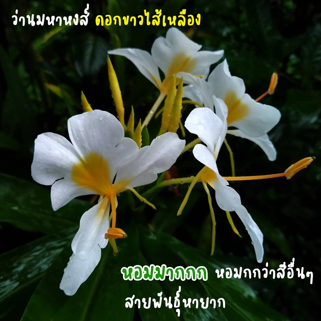 ว่านมหาหงส์ สีขาว/ขาวไส้เหลือง ดอกหอมมากๆ   (ต้นสะเลเต / butterfly lily / ต้นสเลเต)