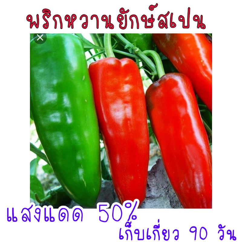 พริกหวานยักษ์สเปน Palermo Capsicum 30 เมล็ด
