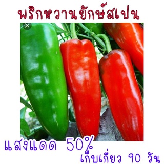 พริกหวานยักษ์สเปน Palermo Capsicum 30 เมล็ด