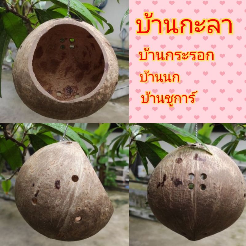 บ้านกะลาเต็มใบ บ้านชูการ์ไกรเดอร์ บ้านนก บ้าานกระรอก บ้านกะลามะพร้าว ที่นอนกะลามะพร้าว