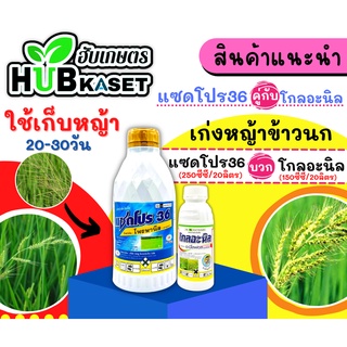 ชุดเก็บหญ้า แซดโปร36+โกลอะนิล 1ลิตร+500ซีซี (โพรพานิล+อะนิโลฟอส) เก่งหญ้าข้าวนก