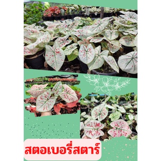 1 กระถางต้นบอนสี สตอเบอรี่สตาร์ Strawberry star ต้นแข็งแรง ส่งคละกระถาง