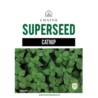 เมล็ด CATNIP เมล็ดสมุนไพรแคทนิป