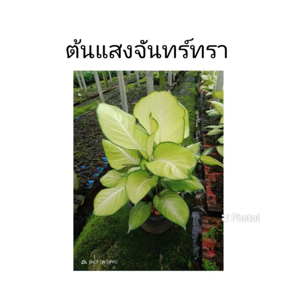 ้ไม้มงคล ต้นแสงจันทร์ทรา