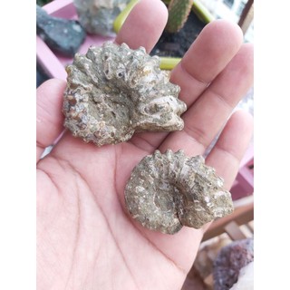 🌼 ฟอสซิล #แอมโมไนต์ ลายหยัก ทรงเขาเเกะ (Ammonite Fossils) 🌊