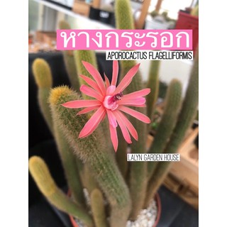 🐿🧡หางกระรอกแคคตัส Aporocactus Flagelliformis ดอกสวยมาก 🌸🌺