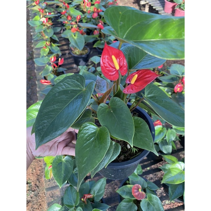 ต้นหน้าวัว Anthurium พันธุ์แคระ ดอกสีแดง ขาว กระถาง 6 นิ้ว ส่งติดดอกทุกต้น กอแน่น ดอกเยอะ