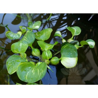 ผักตบด่าง (Water Hyacinth)