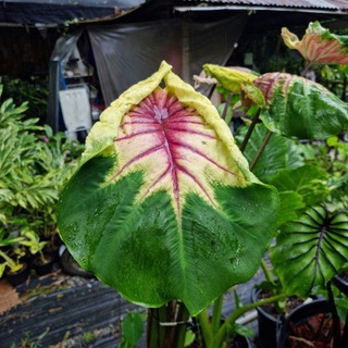 🌿เจ้าหญิงผมเปีย🪴ตัดสด colocasia pigtail princess