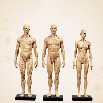 โมเดลหุ่นอนาโตมี่ หุ่นแสดงกล้ามเนื้อ ชาย หญิง Human Body Muscle Anatomical Model Medical Teaching An