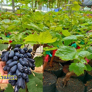 ต้นองุ่นพันธุ์นิ้วแม่มด ลูกยาวไร้เมล็ด หวานกรอบอร่อย หาทานยา…