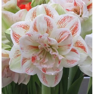 1 หัวว่าน ว่านสี่ทิศฮอลแลนด์ Amaryllis Nymph 18-24 ซม สินค้านำเข้า แช่เย็นแล้ว หัวขนาดใหญ่ สินค้าจำนวนจำกัด