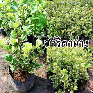 สาริกาด่าง🌱หรือหัวใจเศรษฐีต้นไม้มงคลค้าขายรำรวยเรียกทรัพย์(รับประกันสินค้าชำรุดเสียหาย)