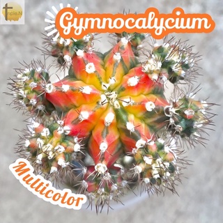 [หน่อยิมโนมัลติคัลเลอร์] Gymnocalycium Multicolor ส่งพร้อมกระถาง แคคตัส Cactus Succulent Haworthia Euphorbia ไม้หายาก