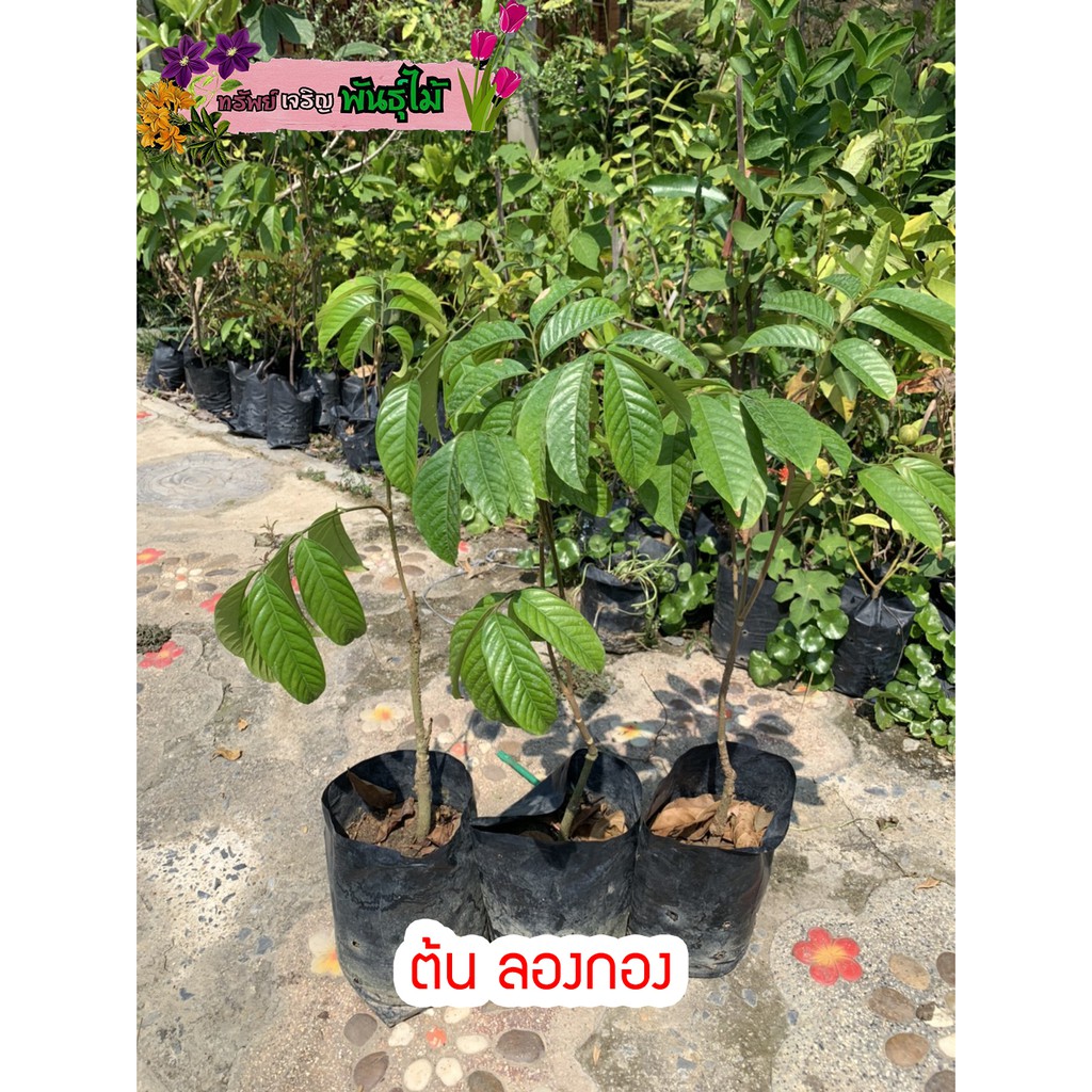 ต้นลองกอง แบบเสียบยอด ต้นแข็งแรง พร้อมส่ง สำคัญกรุณาสั่งซื้อในเวลา12:00น.-00:00น.