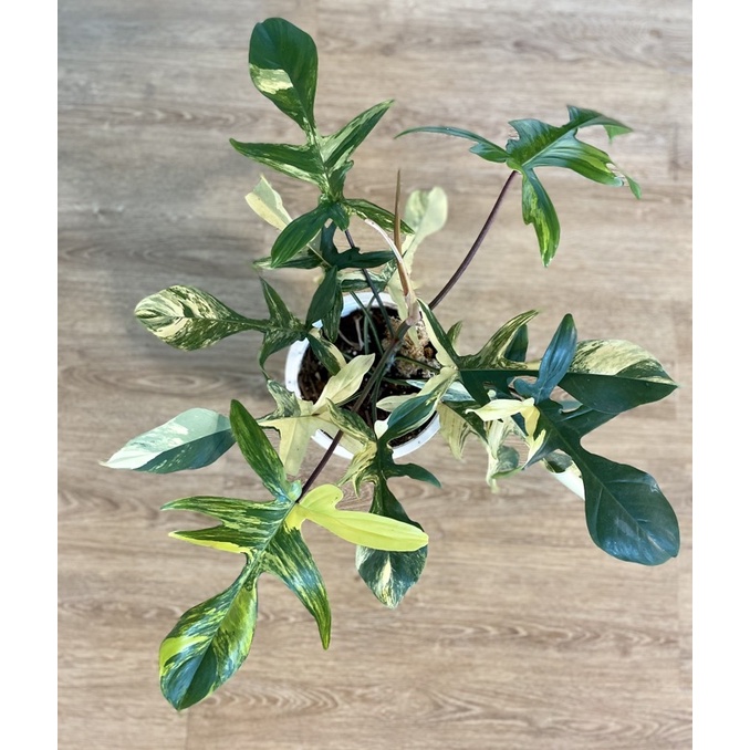 ก้ามกุ้งด่าง (Philodendron florida beauty variegated)