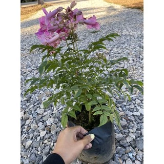 ต้นแฮปปี้เนส ดอกหอม หรือทองอุไรสีชมพู 🌿 แบบถุง ไม้มงคล