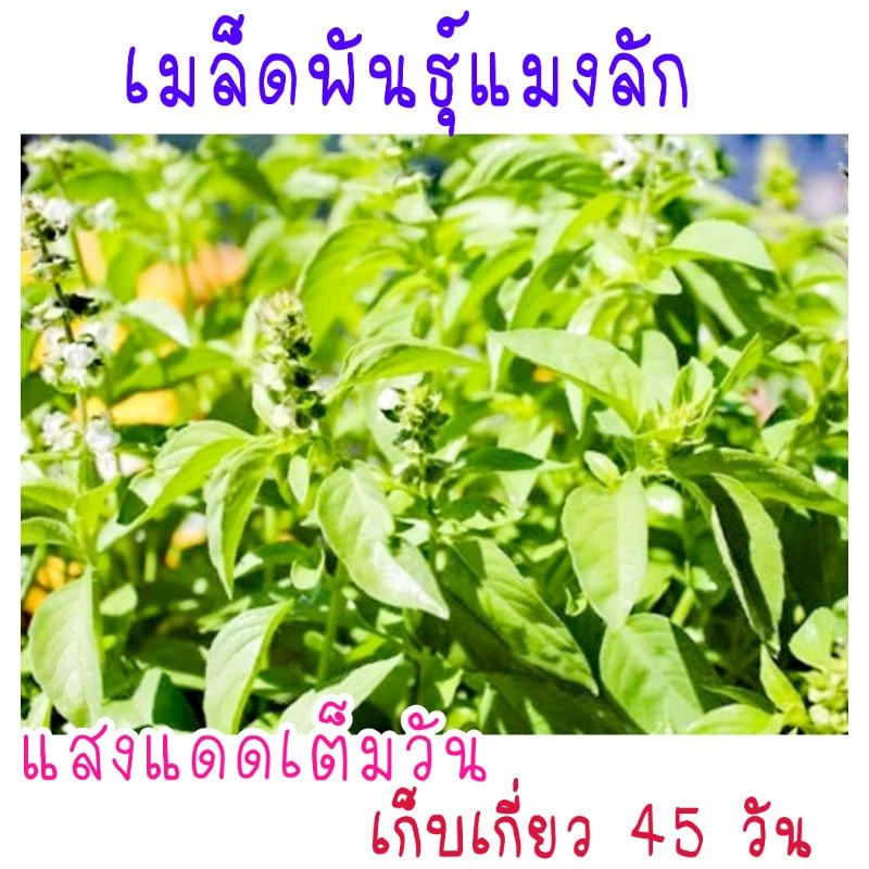 เมล็ดพันธุ์ แมงลัก 500 เมล็ด