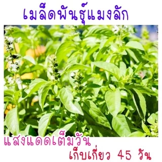 เมล็ด​พันธุ์​ แมงลัก​ 500​ เมล็ด​