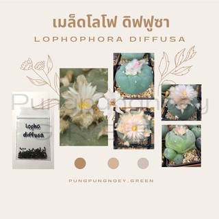 เมล็ดกระบองเพชร เมล็ดแคคตัส เมล็ด Lophophora diffusa 10 เมล็ด