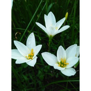 บัวดินแคนดิด้า สีขาว จำนวน 20 หัว