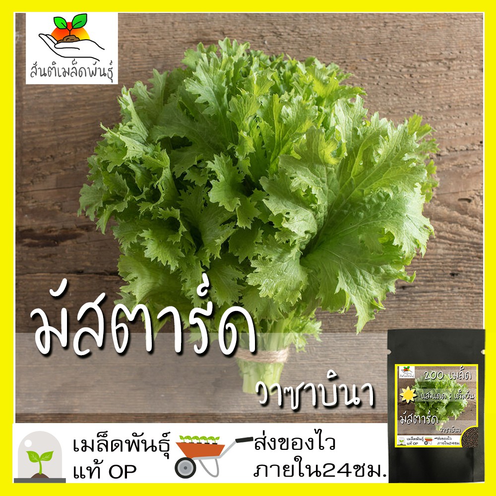 เมล็ดพันธุ์ มัสตาร์ด วาซาบินา 200 เมล็ด Wasabina Mustard seed เมล็ดพันธุ์แท้ นำเข้าจากต่างประเทศ ปลูกผัก