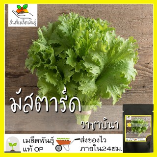 เมล็ดพันธุ์ มัสตาร์ด วาซาบินา 200 เมล็ด Wasabina Mustard seed เมล็ดพันธุ์แท้ นำเข้าจากต่างประเทศ ปลูกผัก