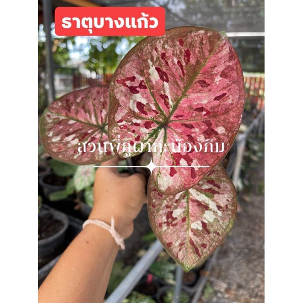 บอนสี ธาตุบางแก้ว รูปที่4-7แชทเลือกต้นได้