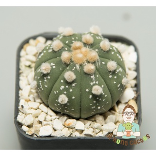 9. Astrophytum  Oibo