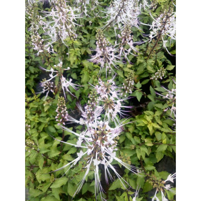 ต้นหญ้าหนวดแมว สรรพคุณมากมาย - รูปที่ 2